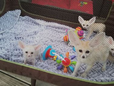 Fennec Fox For Sale | Janda Exotics Animal Ranch | United States