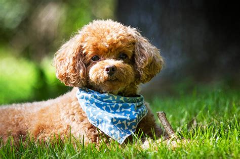 Fondos De Pantalla Perro Poodle Cachorro Animalia Descargar Imagenes