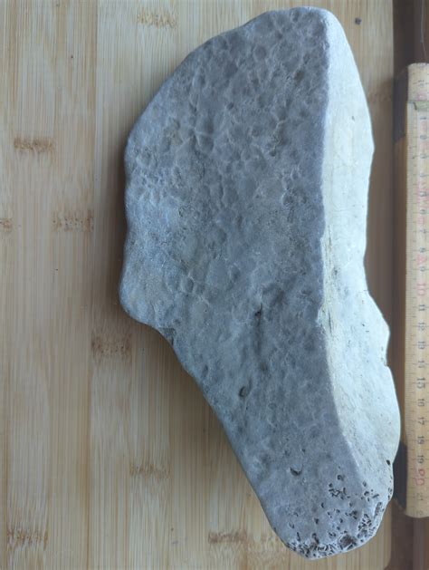 Tabulate Coral Fossil Id The Fossil Forum