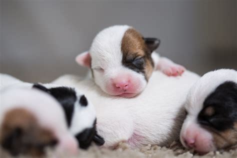 Quando Os Filhotes De Cachorro Abrem Os Olhos