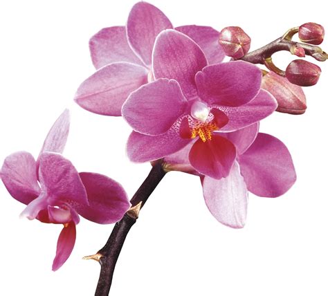 Блог Колибри Png клипарт Beautiful Orchids Flower