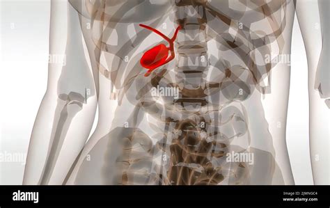 La vésicule biliaire avec organes Medical Scan Anatomie Photo Stock Alamy