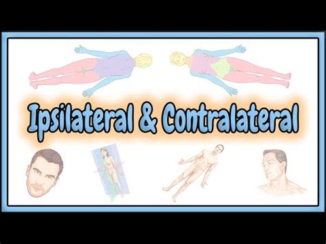 22. Ipsilateral & Contralateral Terms || 2D Animation - YouTube