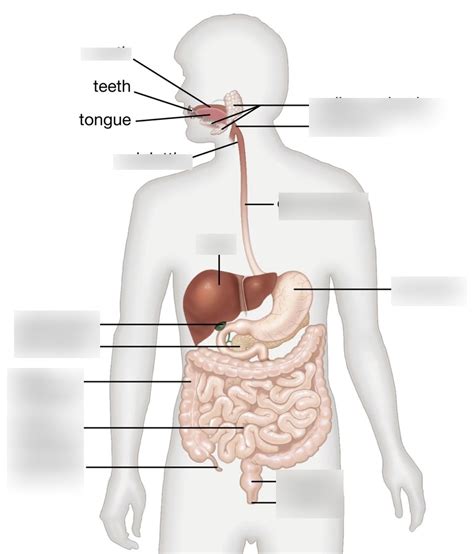 Nutrition Exam 1 Anatomy Diagram Quizlet