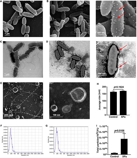 Frontiers Proteomic Analysis Of Vesicle Producing Pseudomonas