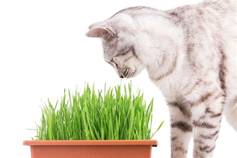 Graminha Para Gatos Descubra Como Plantar E Quais Os Benef Cios Para O