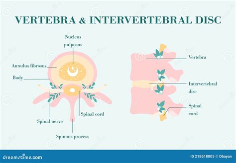 Patient Friendly Floral Scheme Of Healthy Uterus And Ovarian Women