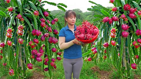 Harvest Dragon Fruit Go To Market Sell Weeding The Banana Garden