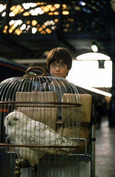 Hedwig Wiki •harry Potter• Español Amino