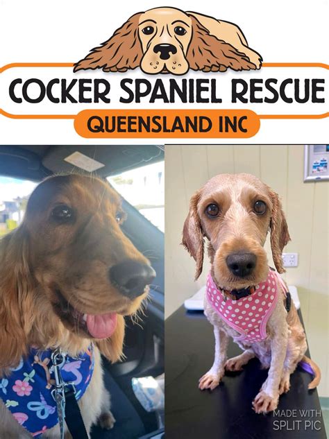 Cocker Spaniel Rescue QLD... - Cocker Spaniel Rescue QLD inc