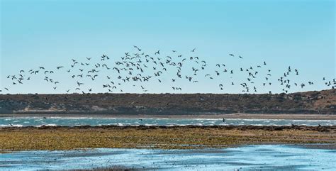 Premium Photo Flock Of Seagulls Peninsula Valdes Patagonia Argentina