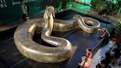 Tudo Sobre A Titanoboa A Cobra Que Tinha Mais De 15 Metros De