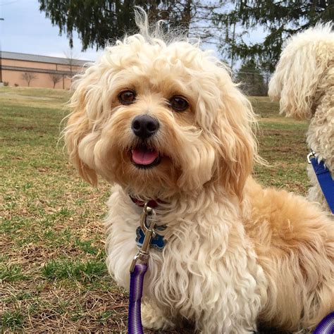 Peekapoo Hybrid Dogs Doggy Peek A Poo