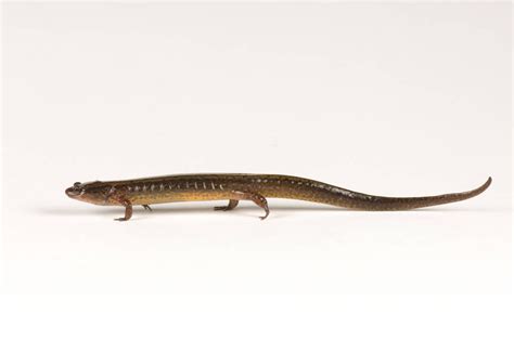 Southern Two Lined Salamander Eurycea Cirrigera Joel Sartore