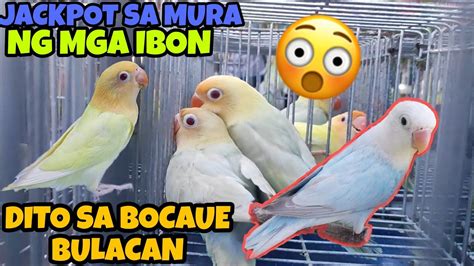 MAPAPABILI KA SA MURA NG MGA LOVEBIRDS DITO SA BOCAUE BULACAN PET