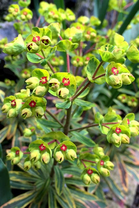 Buy Ascot Rainbow Euphorbia Free Shipping 5 Count Of Pint Pots Spurge Plants For Sale From