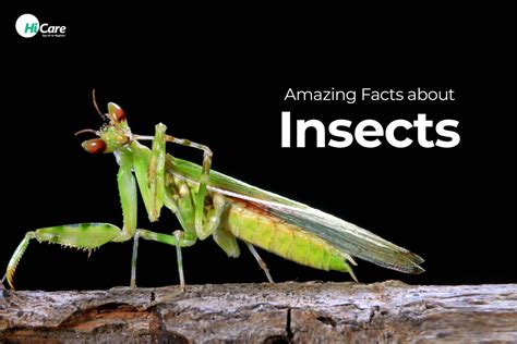 Top 13 Amazing Facts about Insects You should Know | HiCare