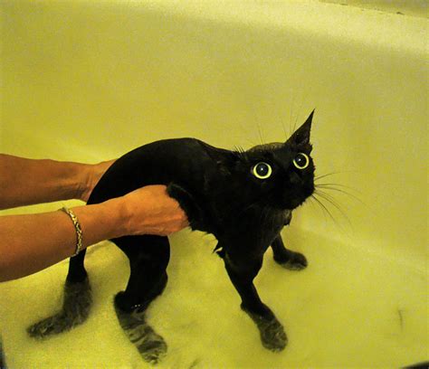 22 Hilarious Pictures Of Wet Cats Bored Panda