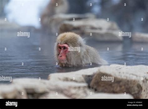 Monkey Enjoy Hot Spring In Japanese Stock Photo Alamy