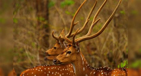 Nagarhole National Park Nagarahole Tiger Reserve Times Of India Travel