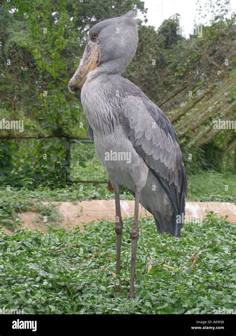 Shoebill Stork In Uganda Stock Photo Alamy