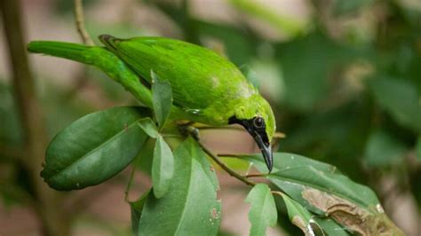 Burung Kicau Termahal Di Indonesia Pet To Nature Pusat Bio