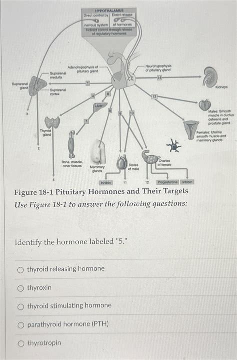 Solved Figure 18 1 Pituitary Hormones And Their TargetsUse Chegg