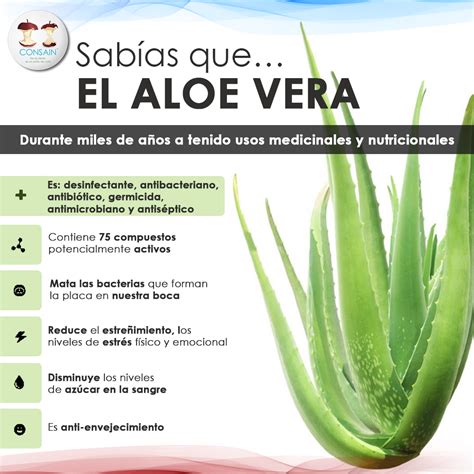 Sab As Que El Aloe Vera S Bila Les Compartimos M S De Sus Beneficios