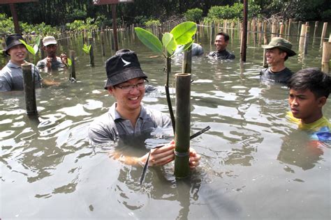 Agar Rehabilitasi Mangrove Tak Sekedar Menanam