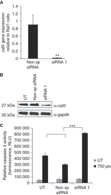 Enhanced Sensitivity To Hydrogen Peroxide‐induced Apoptosis In Evi1