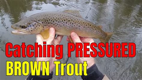 Spring Time Brown Trout Fishing Spinner Fishing For Trout In Michigan