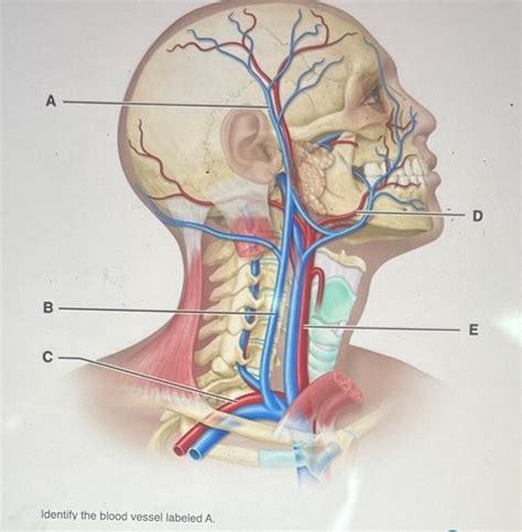 Solved Identify The Blood Vessel Labeled A Chegg