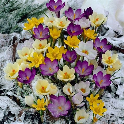 Snow Crocus Mix Wild Crocus American Meadows Fiori Floreale