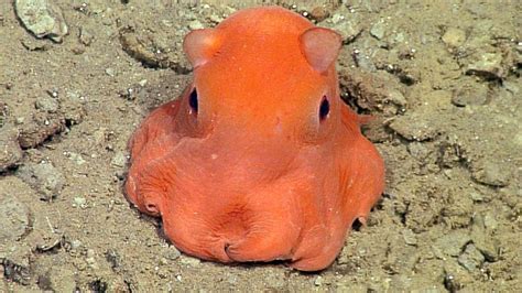 VIDEO: Adorable new octopus discovered in Monterey Bay - ABC11 Raleigh-Durham