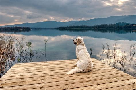 Urlaub Mit Hund Am See Ferienh User F R Ihren Urlaub Mit Hund