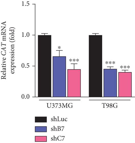 Cebpd Regulates Cat Expression A Total Rna From U Mg Or T G