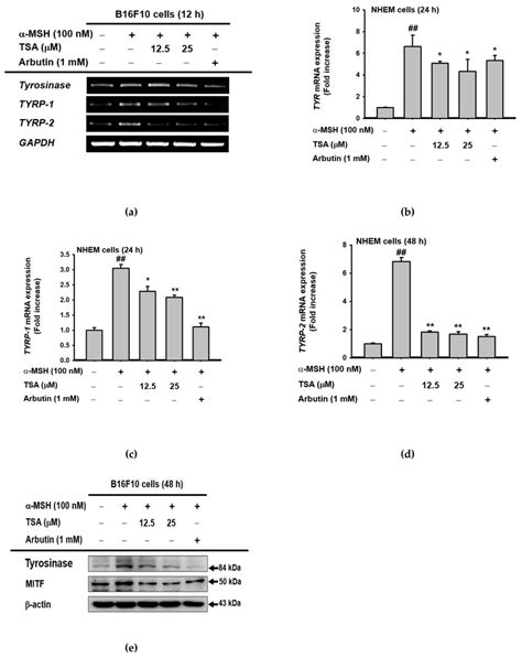 The Effect On Transcriptional Events Of Melanogenesis A D The Mrna