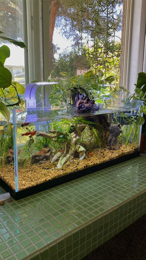 Planted Fish Tank Fish Tank Design Fish Tank Themes Cool Fish Tanks