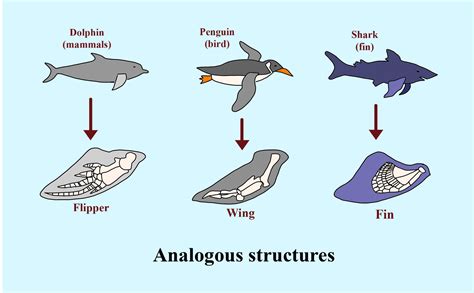 Analogous Structures