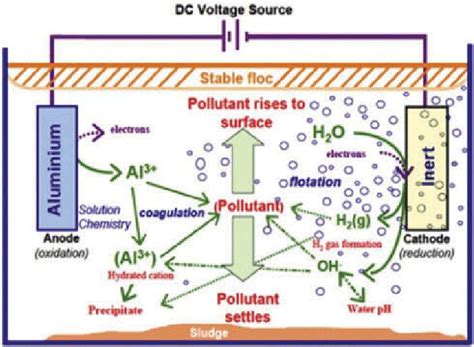 schematic diagram   ec cell showing  main reactions involved