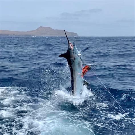 Los Suenos Marina Fishing Blue Marlin