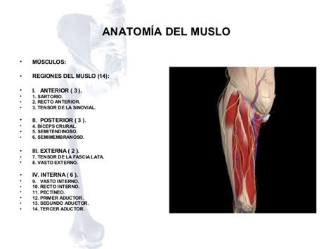 Anatomia Del Muslo