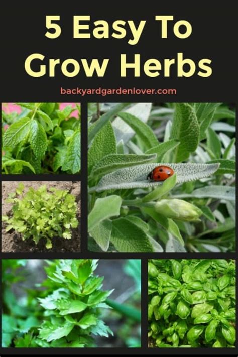 5 Easy To Grow Herbs Every Gardener Needs To Plant