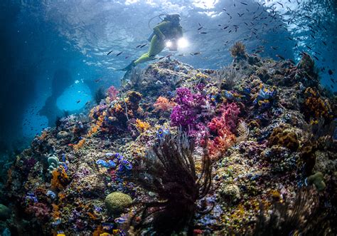 Raja Ampat en Indonésie Plongée sous marine les meilleurs spots où