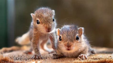 baby squirrel stock  royalty  baby squirrel images