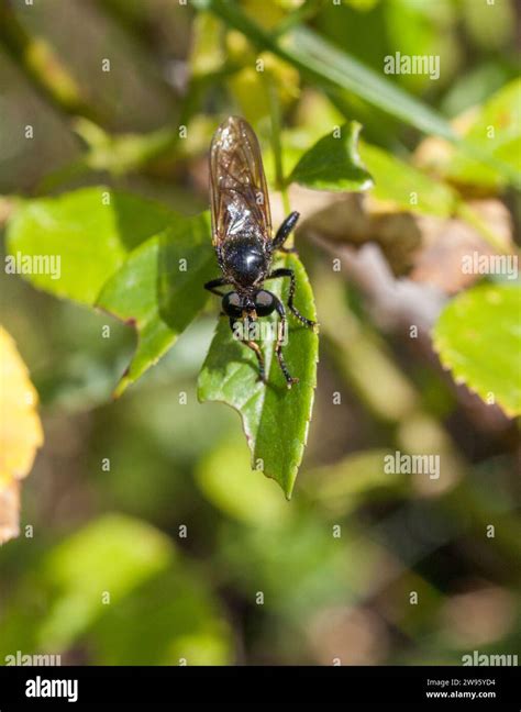 Asilidae Robber Fly Stock Photo Alamy