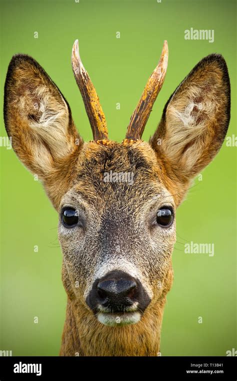 Portrait Of Cute Roe Deer Capreolus Capreolus Buck In Summer Stock