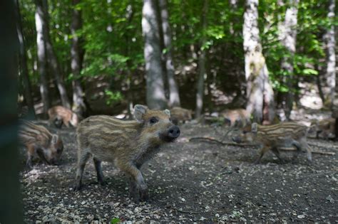 Wildschwein Schwein Sauen Das Kostenloses Foto Auf Pixabay Pixabay