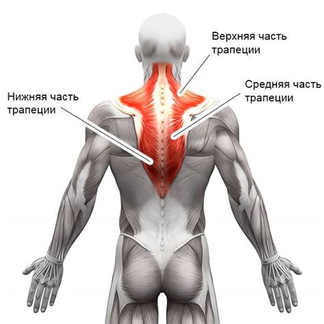 Трапеции как качать лучшие упражнения