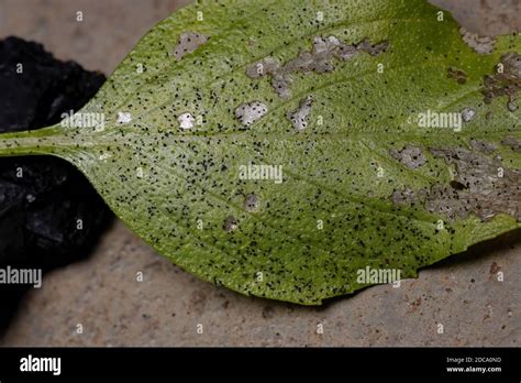 Leaf Of The Sweet Basil Plant Of The Species Ocimum Basilicum Affected